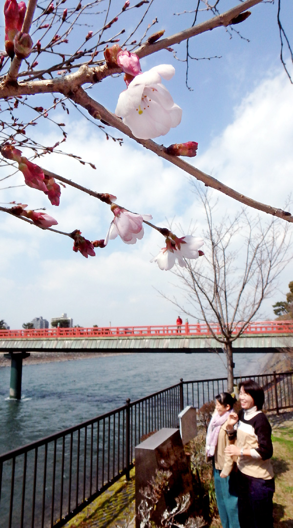 まつり ないけど桜咲く 宇治川畔