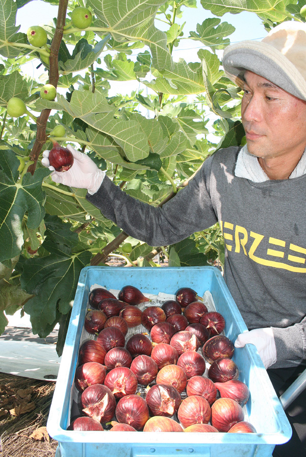 ８月猛暑で甘さ抜群 城陽特産 イチジク