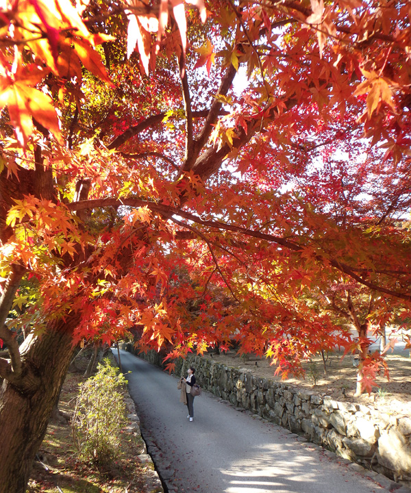 鮮やかさ増す宇治の紅葉