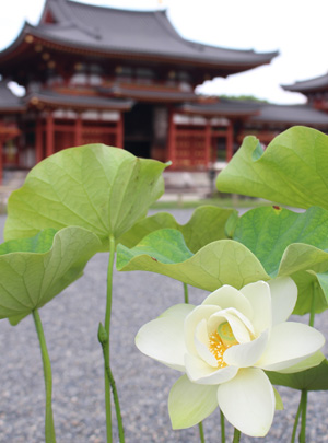 奇跡の白蓮華 清らかに／平等院鳳凰堂
