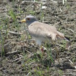 灰色の頭と黄土色の背中のケリは、田んぼに立つと、背景と見分けが難しくなる見事な保護色になっています。左脚に個体識別用の色足環がついている個体。 代替テキスト