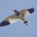 ケリが空を飛ぶと翼の白と黒の配色が映えてよく目立ちます。「田んぼにカモメが飛んでいる」と間違われることがあるのも分かります。