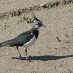 ケリに近い仲間のタゲリ。ケリは一年中見られる留鳥ですが、タゲリは晩秋から早春にしか見られない冬鳥。光沢のある深緑色の背中の色が美しく、どことなく気品のある鳥です。