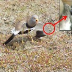 近づく外敵に対して威嚇をするケリの親鳥。カラス・トビ・人にも恐れることなく、ヒナや卵を懸命に守ります。丸印の部分に小さな翼爪がありますが、野外のケリから爪を確認するのは至難の業です。