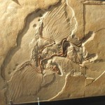 1億5000万年前に生きていた始祖鳥(化石のレプリカ)。羽毛をまとっていたことから鳥の祖先とも考えられていますが、翼に湾曲した指が3本ついていたり口内に歯がついていたりと、現在の鳥の姿とは随分違っています。