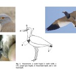 測定した箇所は、翼の長さ、頭の長さ、嘴の長さ、尾羽の長さ、翼爪の長さ、胸のバンドの太さ、尾羽のバンドの太さ、体重等。いずれも雌より雄の方が大きいのですが、その差はごくわずかでした。