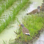 雄と雌が共同で子育てをすることから、2羽はペアであることは明らかですが…。さて、どちらが雄でどちらが雌かは見当もつきません。