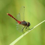 アカトンボを代表する「アキアカネ」