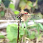 顔にブタの鼻のような模様がある「マユタテアカネ」