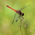 翅の先に黒い斑紋のある「コノシメトンボ」