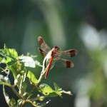 翅の先から少し内側に大きなバンドのある「ミヤマアカネ」