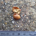 写真① アカネズミがかじったドングリ