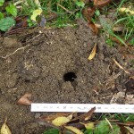 写真② モグラの仲間・ヒミズのトンネル