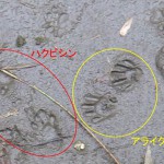 写真③ 泥に残された外来生物の足跡