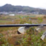 写真④ フェンスについた数枚の鳥の羽