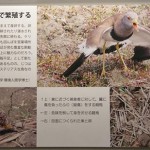 滋賀県立琵琶湖博物館のリニューアル時に登場した「TNB48」というコーナーに、ケリの紹介パネルがあります。ぜひご覧ください。