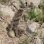 ケリは、ひとつの巣に卵を4つ産みます。孵化したヒナはすぐに立ち上がり、歩き始め、自らエサを探します。