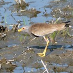 左脚に「X-6」と刻まれた赤いカラーリングをつけていましたが、最近、この個体を見かけません。