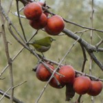 写真② メジロの好物