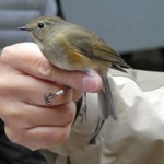 写真④ ルリビタキ