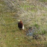 写真① 2009年5月3日=アカガシラサギ