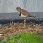 写真② 2019年1月20日=ケリ