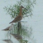 写真③ 2017年8月26日=オグロシギ(右)とコアオアシシギ(左)