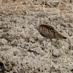 写真④ 2018年10月14日=エリマキシギ