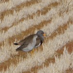 写真⑤ 2019年1月4日=ケリに寄り添うエリマキシギ(手前)