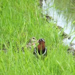 写真⑥ 2013年6月30日=タマシギ(右が雌、左が雄)
