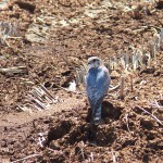 写真⑦ 2013年4月29日=コチョウゲンボウ