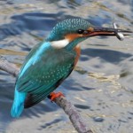 写真① 大好物のオイカワを捕まえ、得意気なカワセミ