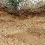 写真② カワセミが巣をつくる環境(崖の上部にある直径5㌢くらいの2つの穴がカワセミの巣です)