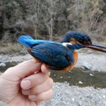 写真③ 鳥類標識調査により捕獲されたカワセミのオス(宇治田原町)