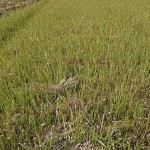 写真⑥ トラクターを運転する農家の方のもとへ駆け寄る