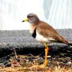 写真① 久御山町に生息する足環つきのケリ