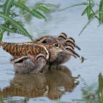 写真⑧ タマシギ親子【山中十郎さん撮影】