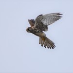 チョウゲンボウ