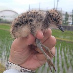 東角小学校でふ化したヒナ
