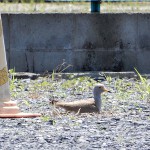 駐車場で営巣するケリ