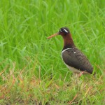 畦上で鳴くタマシギのメス