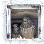 会社ビルで繁殖するチョウゲンボウ