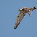 チョウゲンボウ(撮影_福井惇一氏)