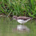 クサシギ(撮影_山中十郎氏)